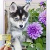 Ravensburger Puzzel Schattige Husky - Legpuzzel - 500 Stukjes